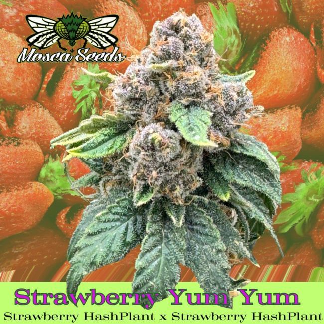 Strawberry Yum Yum Feminized Seeds