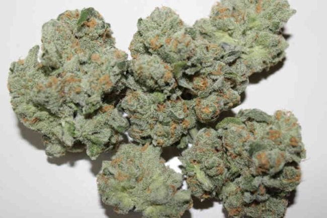 ZaZa Skunk Feminized Seeds