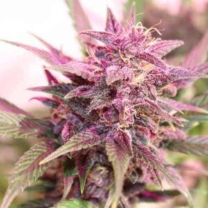 Purple Skunk Feminized Seeds