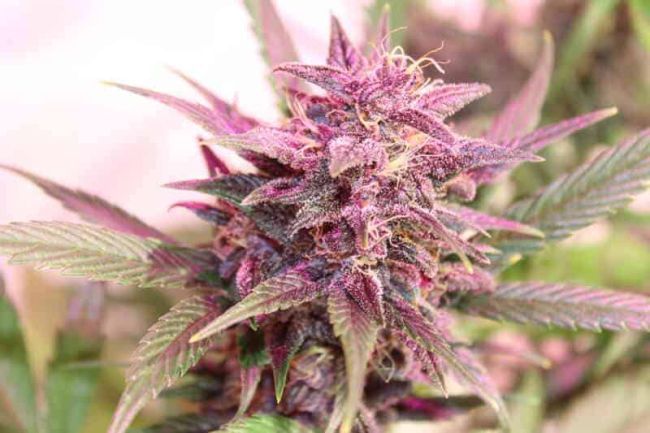 Purple Skunk Feminized Seeds