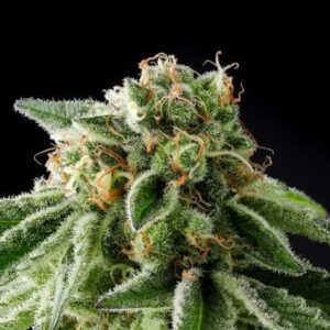 Illegal Alien (Alien Technology BX) Feminized Seeds