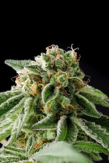 Illegal Alien (Alien Technology BX) Feminized Seeds