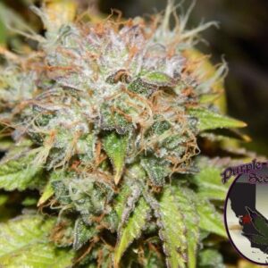 Birthday Cake Feminized Seeds
