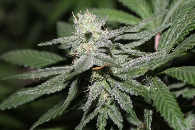 Alien Headband Feminized Seeds