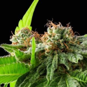 Afghan Haze Feminized Seeds