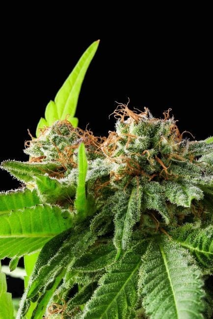 Afghan Haze Feminized Seeds