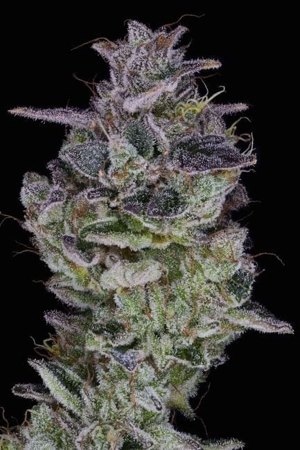 Orange Cake Feminized Seeds