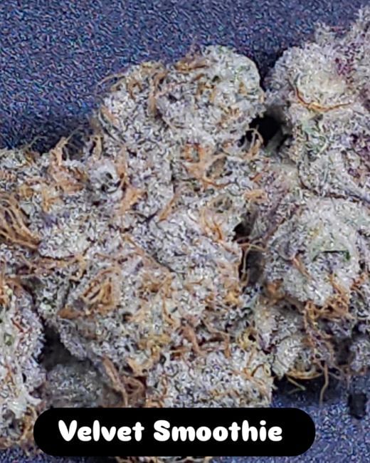 Velvet Smoothie Feminized Seeds