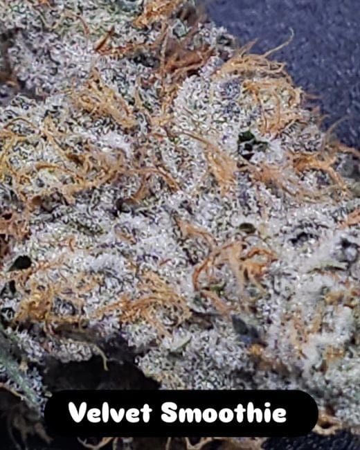 Velvet Smoothie Feminized Seeds