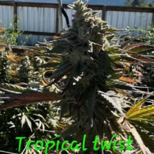 Tropical Twist Feminized Seeds