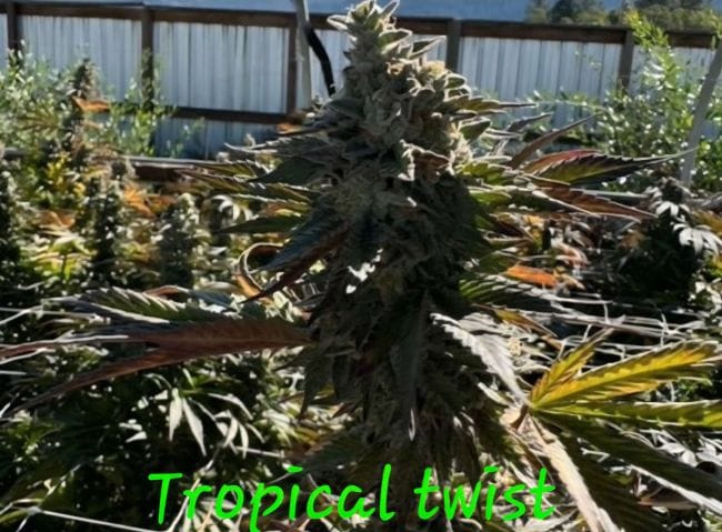 Tropical Twist Feminized Seeds