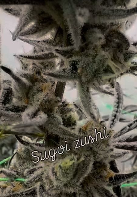 Sugoi Zushi Feminized Seeds