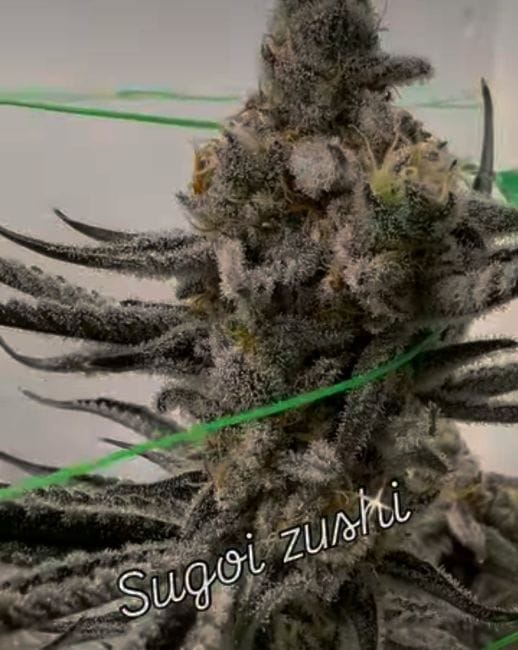 Sugoi Zushi Feminized Seeds