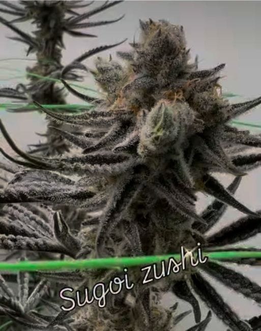 Sugoi Zushi Feminized Seeds
