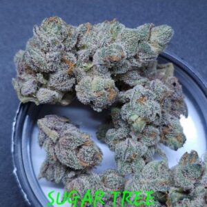 Sugar Tree Feminized Seeds