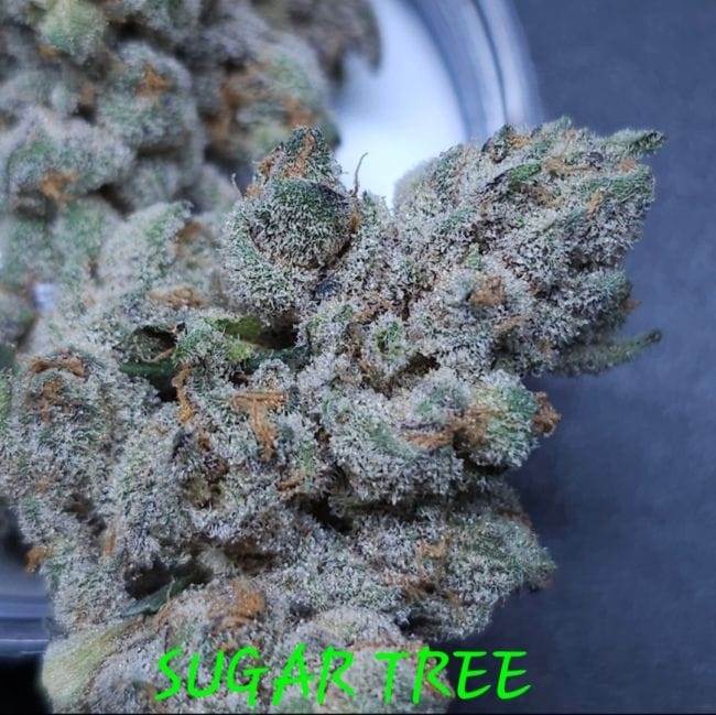 Sugar Tree Feminized Seeds