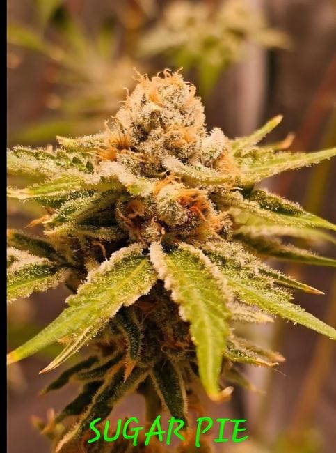 Sugar Pie Feminized Seeds