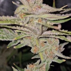 Sugar Pie Feminized Seeds