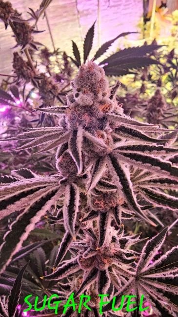 Sugar Fuel Feminized Seeds