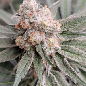 Sugar Cane v2 BX1 Feminized Seeds