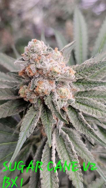 Sugar Cane v2 BX1 Feminized Seeds