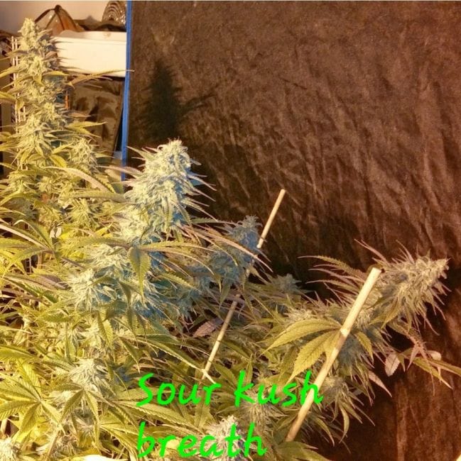 Sour Kush Breath Feminized Seeds