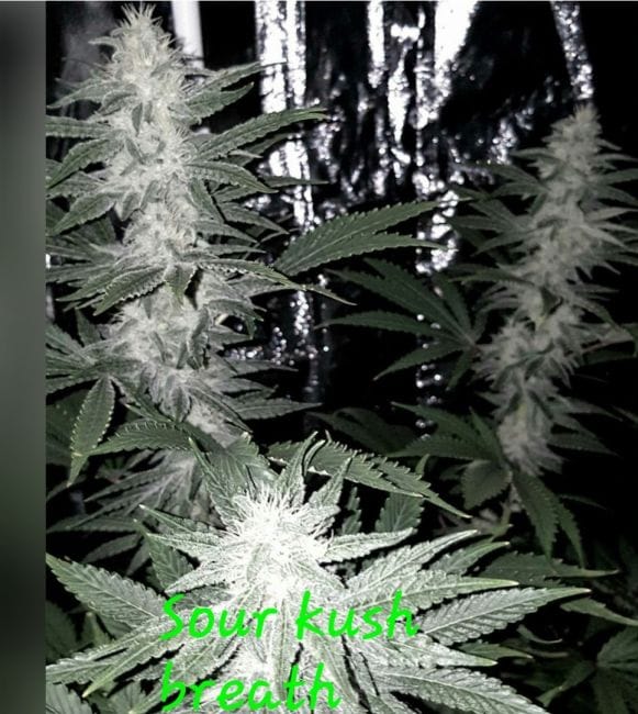 Sour Kush Breath Feminized Seeds