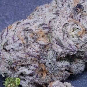 Purple Rush Feminized Seeds