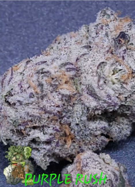 Purple Rush Feminized Seeds