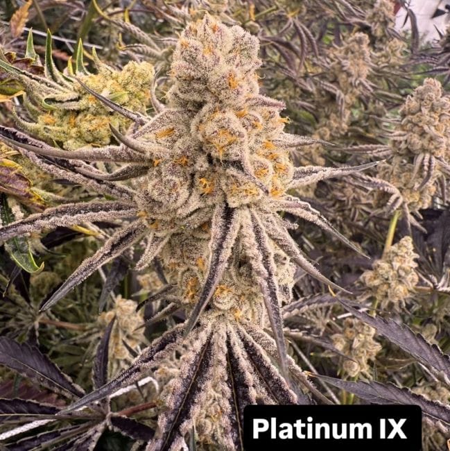 Platinum IX Feminized Seeds