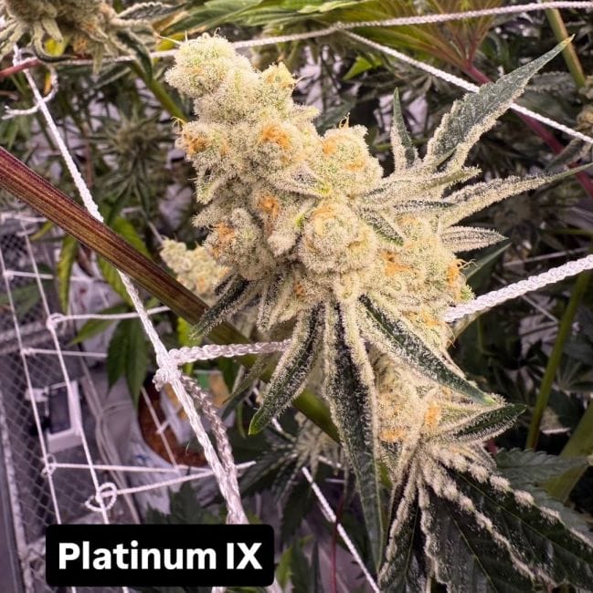 Platinum IX Feminized Seeds