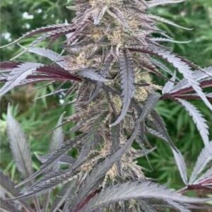 Permanent Kush Feminized Seeds