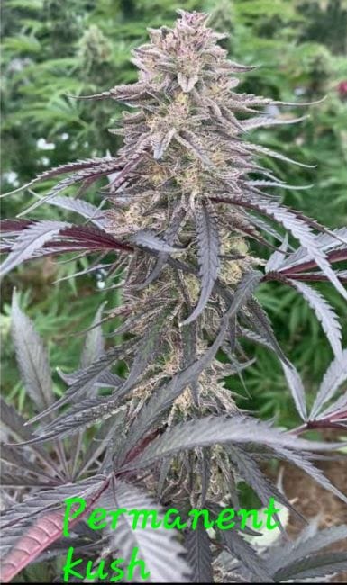 Permanent Kush Feminized Seeds