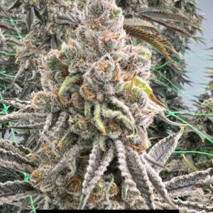 Orange Burst Feminized Seeds