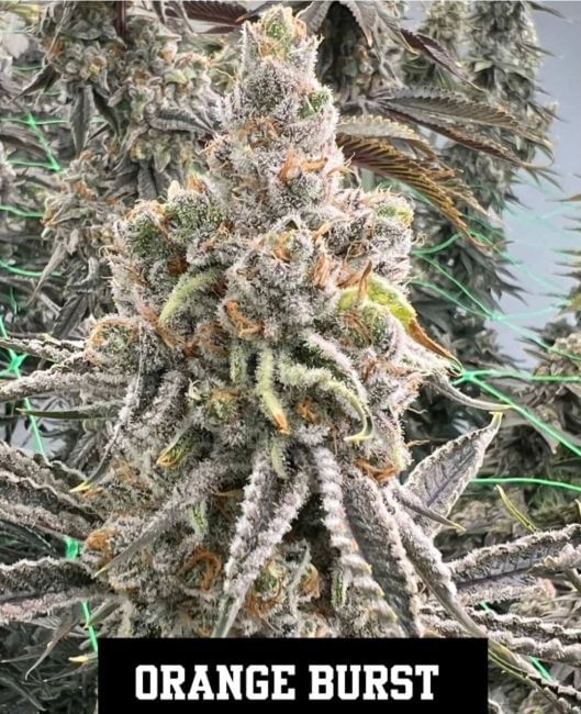 Orange Burst Feminized Seeds