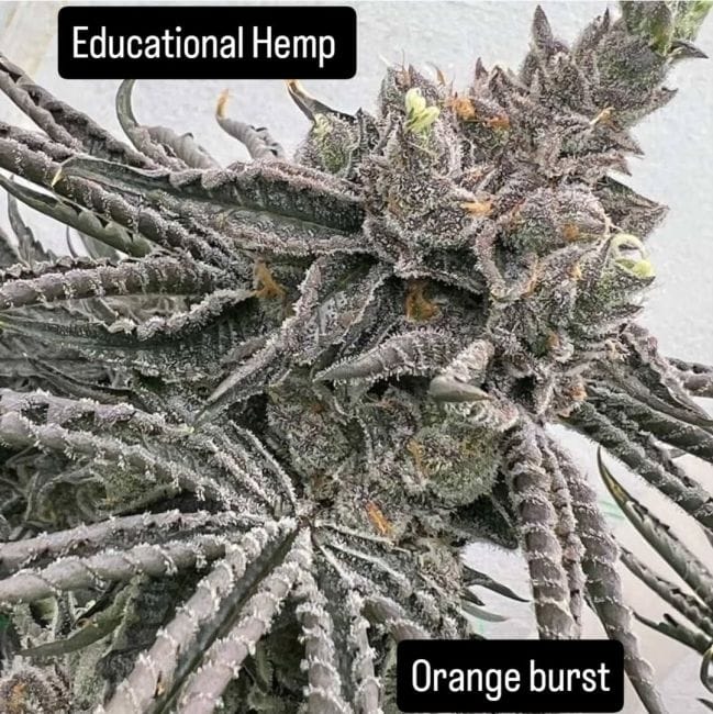 Orange Burst Feminized Seeds