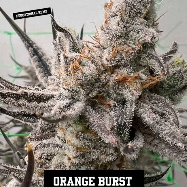 Orange Burst Feminized Seeds