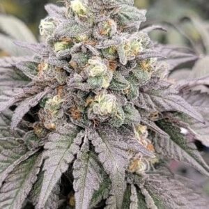 Drizzle Feminized Seeds