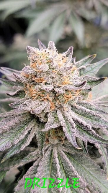 Drizzle Feminized Seeds