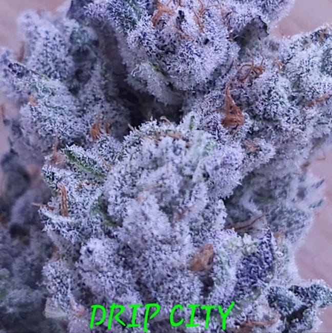 Drip City Feminized Seeds