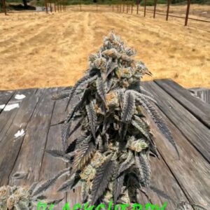 Black Cherry Bliss Feminized Seeds