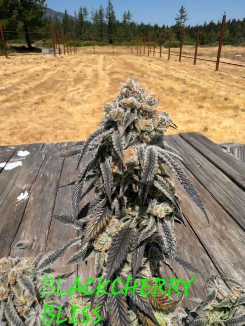 Black Cherry Bliss Feminized Seeds