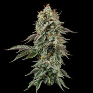Sour Diesel Feminized Seeds