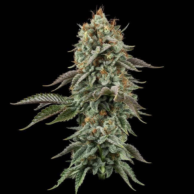 Sour Diesel Feminized Seeds