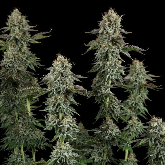 Sour Diesel Feminized Seeds
