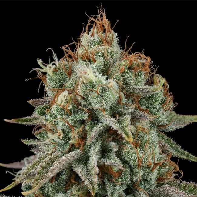 Sour Diesel Feminized Seeds