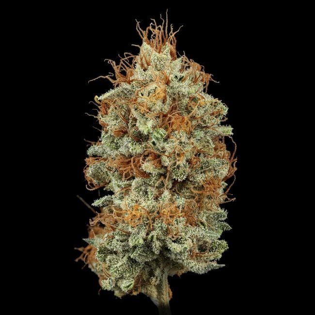 Sour Diesel Feminized Seeds