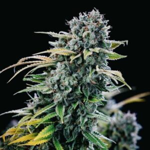 Green Crack Feminized Seeds