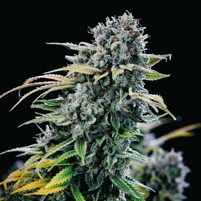 Green Crack Feminized Seeds
