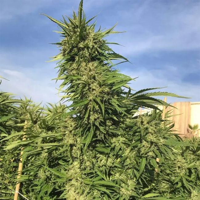 Green Crack Feminized Seeds